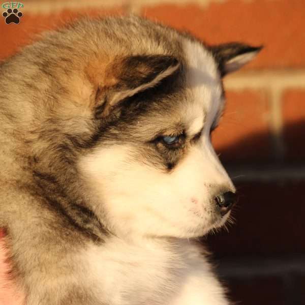 Reese, Siberian Husky Puppy